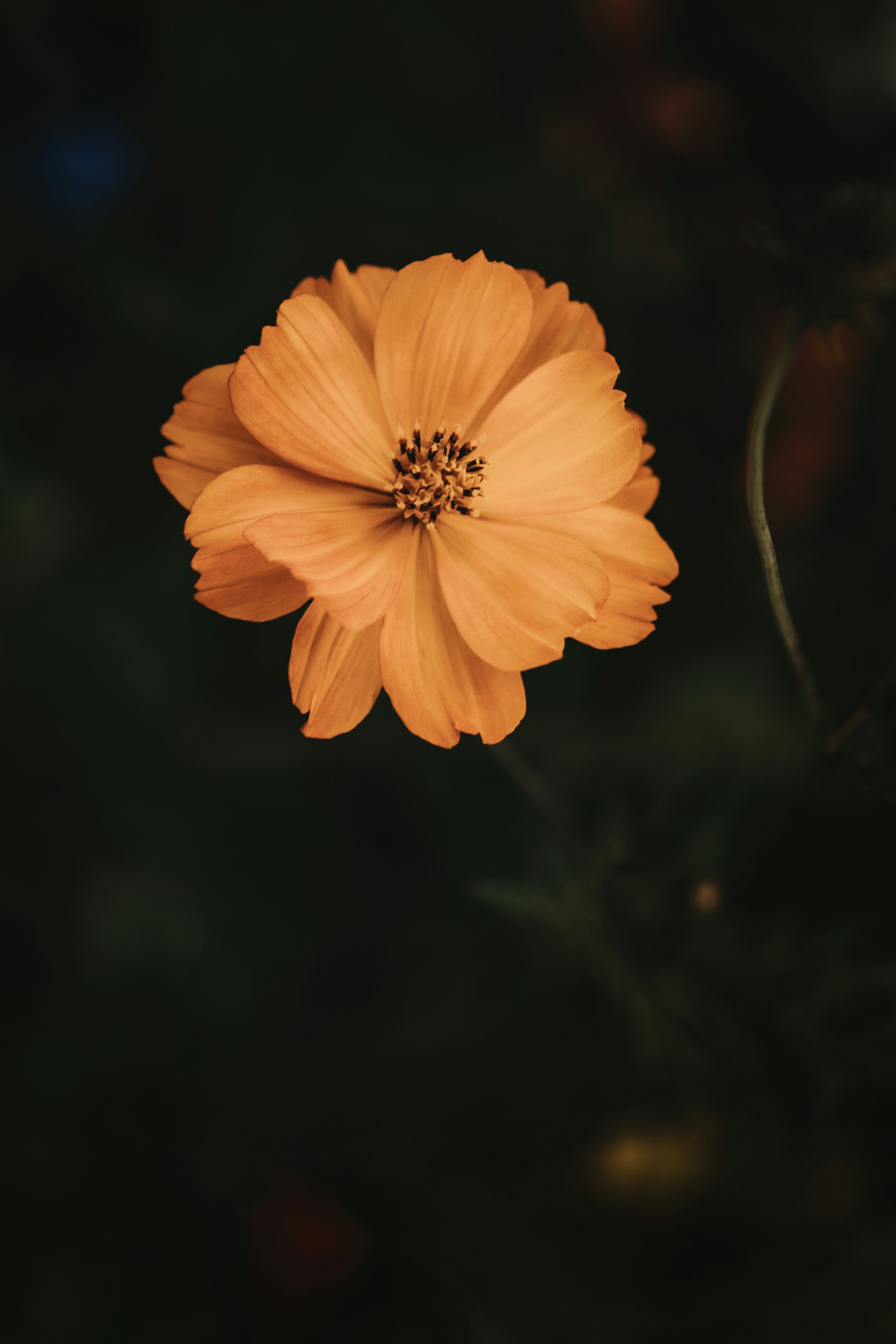 yellow flower in tilt shift lens